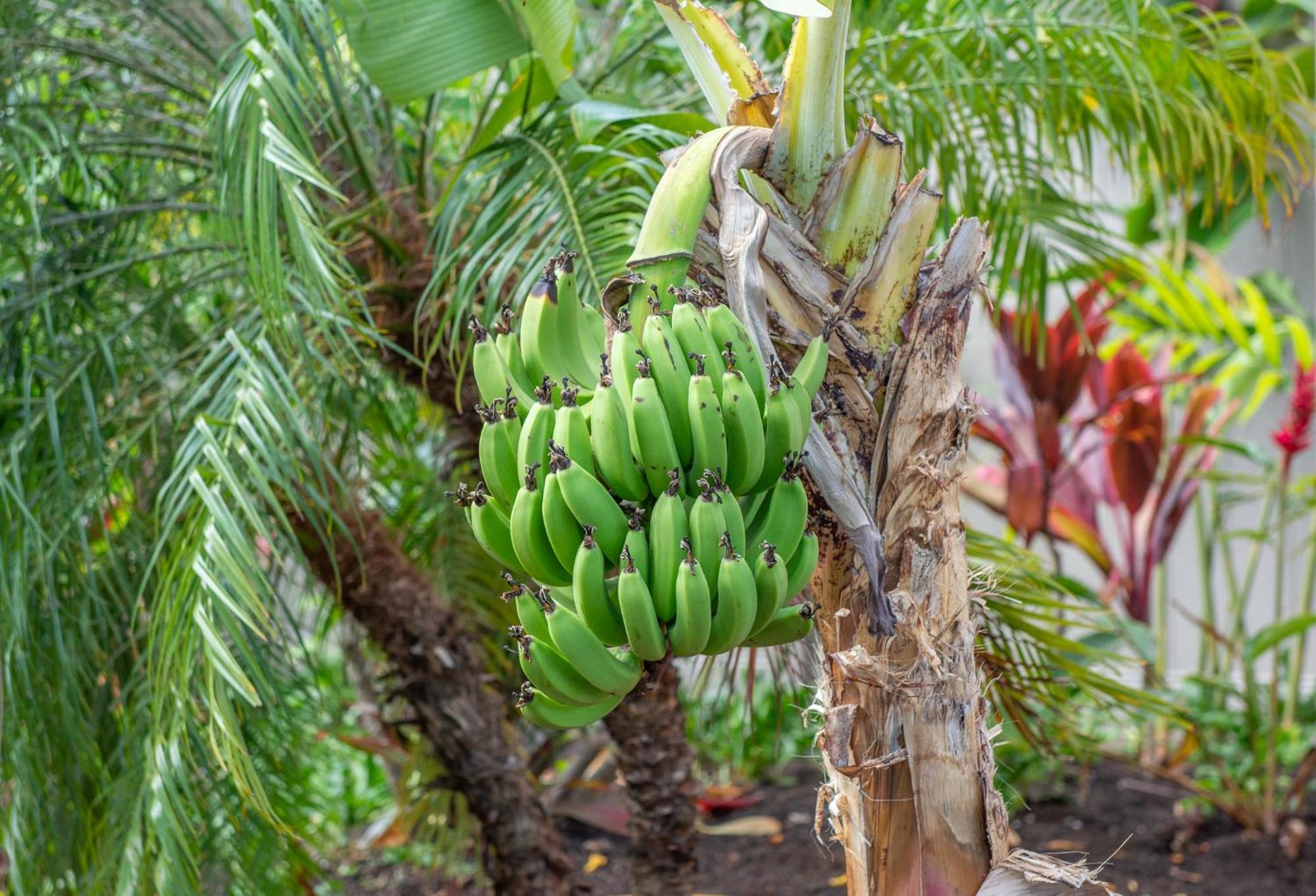Napili Surf Beach Resort By Castle Kapalua Eksteriør billede